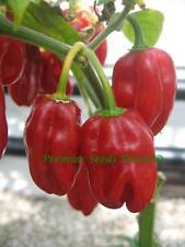 Organic hot chilli for sale  SALISBURY