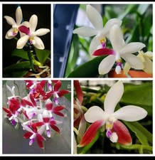 Phalaenopsis tetraspis c1. for sale  NOTTINGHAM