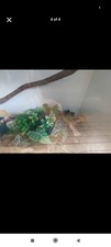 4ft vivarium white for sale  TOTNES