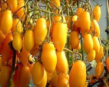Graines tomate banana d'occasion  Cahors