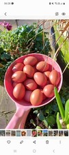 Burford brown marans for sale  TAMWORTH