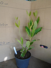 Viburnum nudum pink for sale  TAUNTON