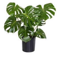Monstera deliciosa split for sale  Miami