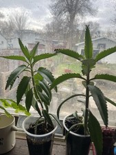 Leopard mother thousands for sale  Watertown