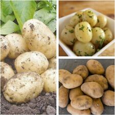 Seed potato swift for sale  GLASGOW