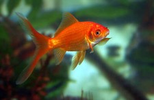 Comet goldfish live for sale  Flower Mound
