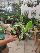 Musa variegata musa gebraucht kaufen  Monheim