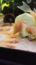 Bristlenose pleco albino for sale  ROCHESTER