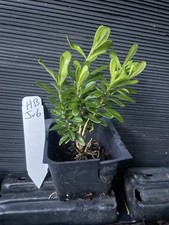 Harland boxwood for sale  Martin