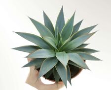 Agave victoriae shaka for sale  SHEFFIELD