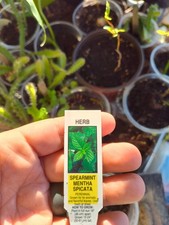Spearmint mint cutting for sale  Keavy