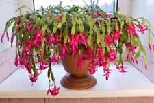 baby christmas cactus for sale  Middle Island