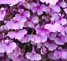 5000x lobelia fountain for sale  DEWSBURY