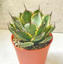 Agave pumila around for sale  WALSALL
