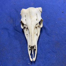 Nice shed whitetail for sale  Ellis