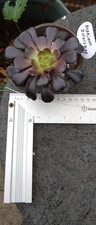 Black rose succulent for sale  WILLENHALL