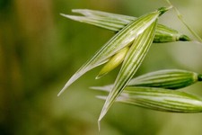 250 avena sativa for sale  Mesa