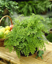 Adiantum raddianum maidenhair for sale  UK