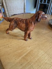 irish setter for sale irish setter for sale UCKFIELD