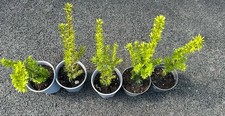Hardy perennial evergreen for sale  BOLTON