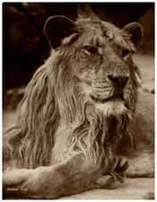 Gambier bolton indian d'occasion  Pagny-sur-Moselle
