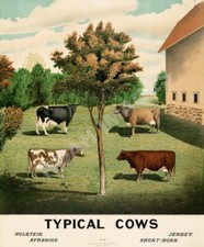 Typical cows vintage for sale  Fort Lee