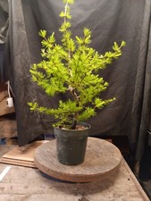 Larch bonsai grafted for sale  Morgan