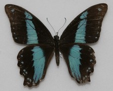 Butterfly female papilio for sale  RUGELEY
