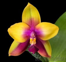 Rare phalaenopsis miro for sale  LONDON