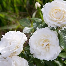 Rose bush pot for sale  GLASGOW