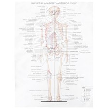 1pc anatomical poster usato 1pc anatomical poster usato  Spedire a Italy
