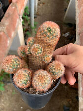 Mammillaria carmenae for sale  Ireland