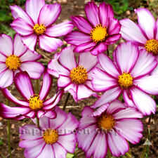 Cosmos bipinnatus dwarf for sale  DONCASTER