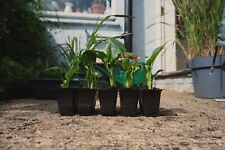 Arum lily plants for sale  TUNBRIDGE WELLS