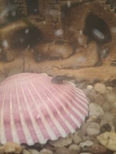 Welse aquarien gebraucht kaufen  Offenbach