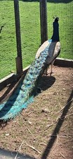 Purple peacock peafowl for sale  TENBURY WELLS