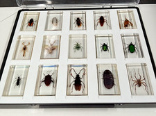 Vintage bugs insects for sale  NOTTINGHAM
