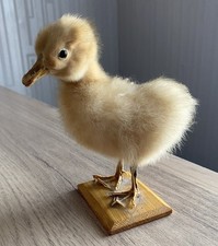 Poussin socle naturalisé d'occasion  Sangatte