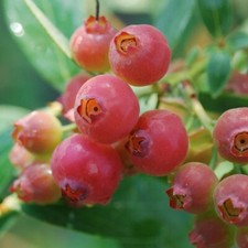 Pink lemonade blueberry for sale  Weyauwega
