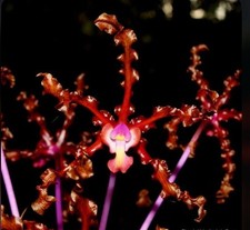 Laelia schultzei orchid for sale  San Francisco