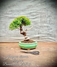 shohin gebraucht kaufen  Lübben (Spreewald)