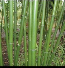 Bamboo red margin for sale  Greenwood