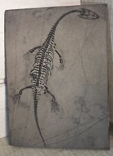 Reptile keichousaurus trias d'occasion  Boussens