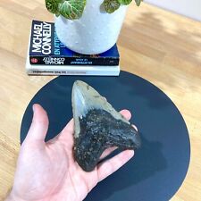 Rare dent fossilisée d'occasion  Saint-Genest-Malifaux