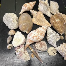 Unique sea shell for sale  Bristol
