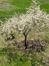 Live small plum for sale  Maple Grove