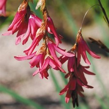 Dierama igneum plant for sale  HAILSHAM