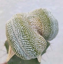 turbinicarpus usato  Lecce