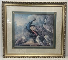Beautiful peacock bird for sale  Owens Cross Roads
