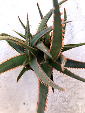 Aloe swordfish comes for sale  San Marcos